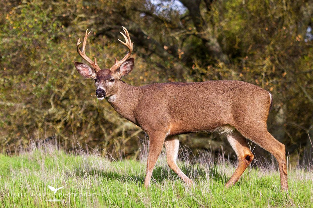 Black-tailed-Deer Buck - ID: 16025650 © Leslie J. Morris
