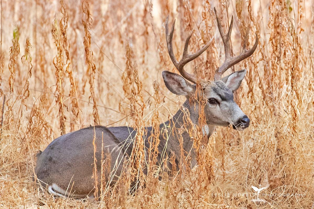 Black tailed Deer Buck - ID: 16025649 © Leslie J. Morris