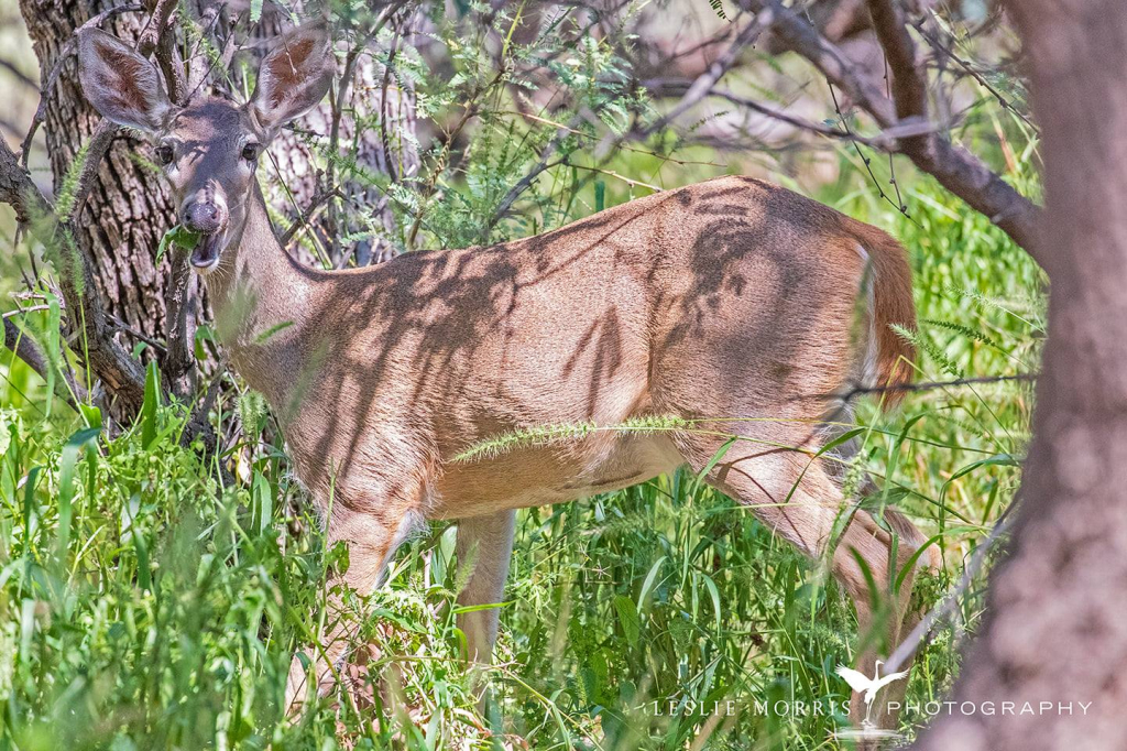 White-tailed Deer - ID: 16025651 © Leslie J. Morris