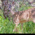 © Leslie J. Morris PhotoID # 16025651: White-tailed Deer