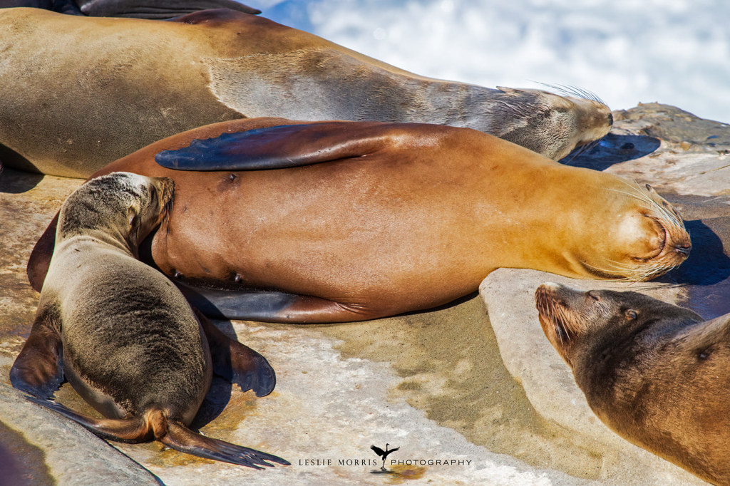 California Sea Lion - ID: 16025655 © Leslie J. Morris