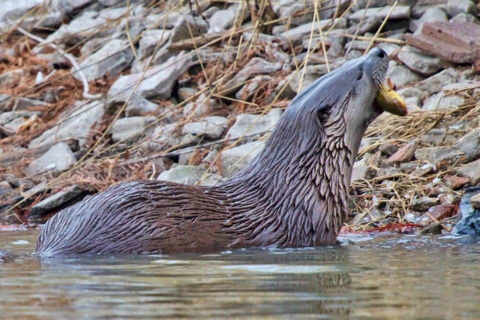 American River Otter - ID: 16025658 © Leslie J. Morris