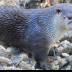 © Leslie J. Morris PhotoID # 16025659: American River Otter