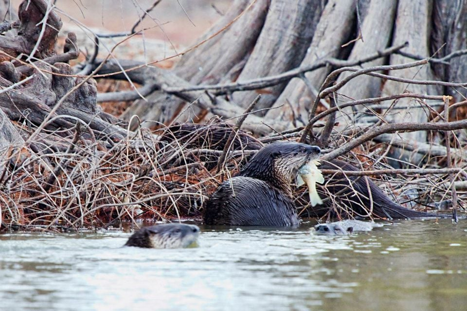 American River Otter - ID: 16025660 © Leslie J. Morris