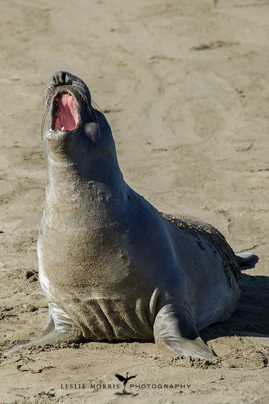 Elephant Seal - ID: 16025662 © Leslie J. Morris