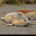 © Leslie J. Morris PhotoID # 16025677: HarborSeal5