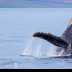 © Leslie J. Morris PhotoID # 16025684: HumpbackWhale3