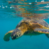 © Leslie J. Morris PhotoID # 16025698: GreenSeaTurtle