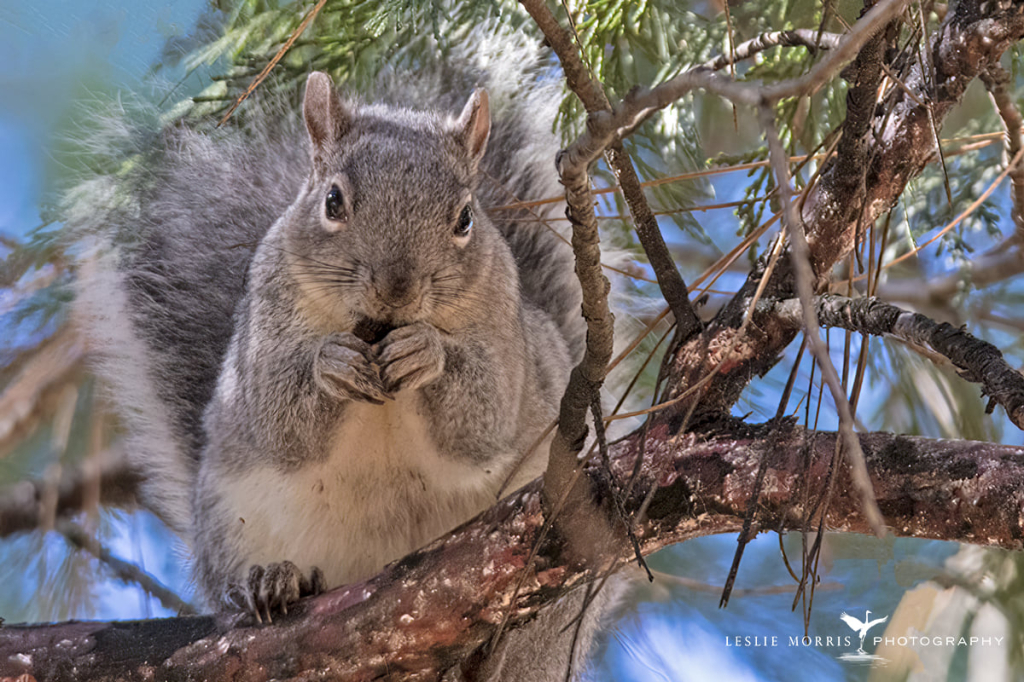 WesternGraySquirrel - ID: 16025699 © Leslie J. Morris