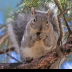 © Leslie J. Morris PhotoID # 16025699: WesternGraySquirrel