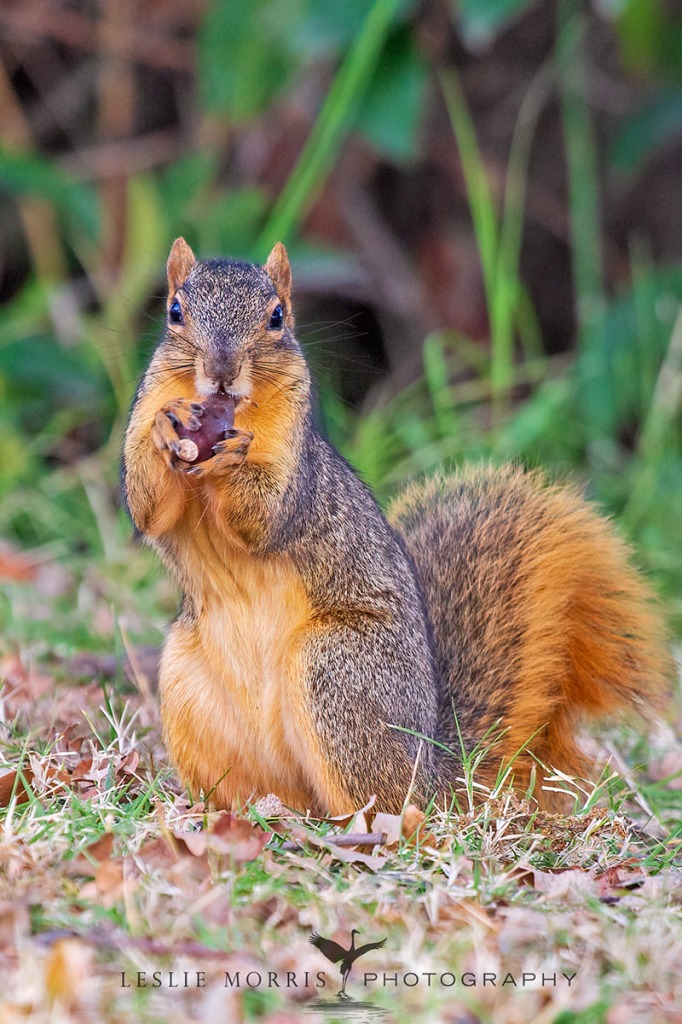 EasternFoxSquirrel - ID: 16025708 © Leslie J. Morris