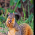 © Leslie J. Morris PhotoID # 16025708: EasternFoxSquirrel