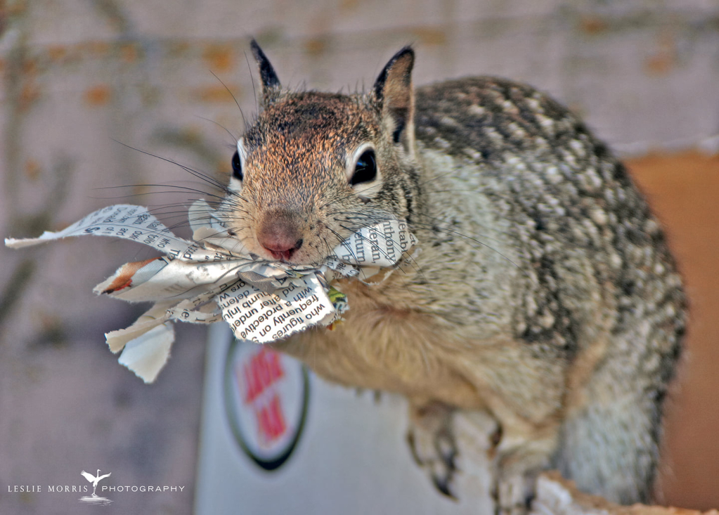 CaliforniaGroundSquirrel - ID: 16025709 © Leslie J. Morris