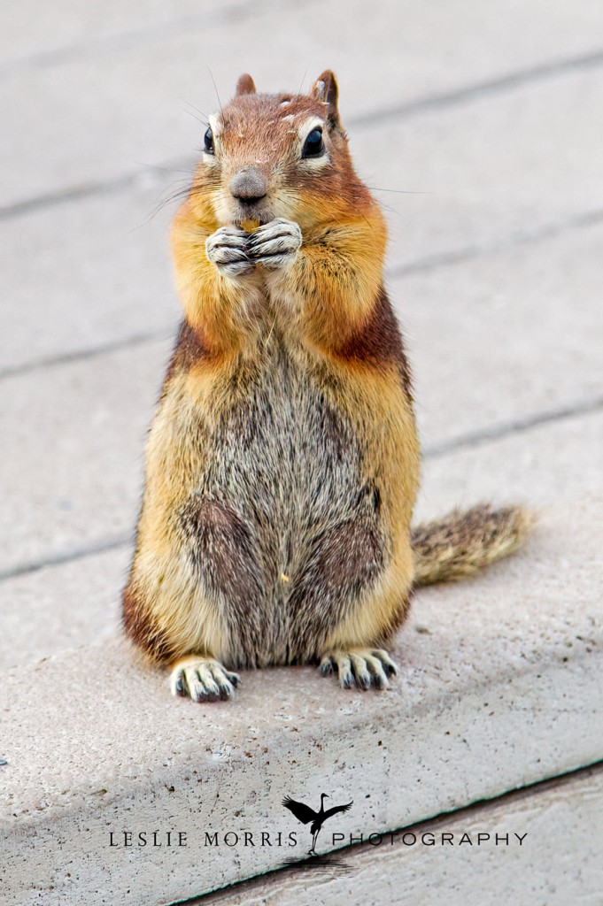 Golden Mantled Ground Squirrel - ID: 16025712 © Leslie J. Morris
