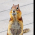 © Leslie J. Morris PhotoID # 16025712: Golden Mantled Ground Squirrel