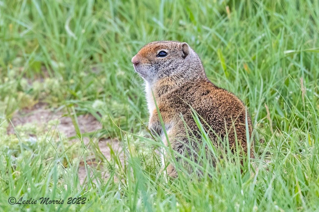 UintaGroundSquirrel - ID: 16025714 © Leslie J. Morris