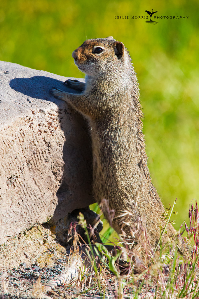 UintaGroundSquirrel1 - ID: 16025715 © Leslie J. Morris