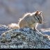 © Leslie J. Morris PhotoID # 16025717: CliffChipmunk