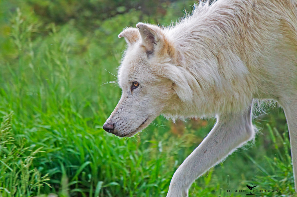 Gray Wolf Summit Captive - ID: 16025719 © Leslie J. Morris