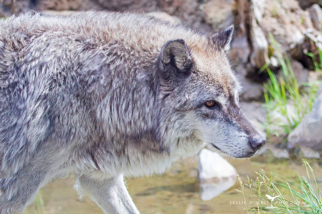 Grey Wolf Leopold Captive - ID: 16025720 © Leslie J. Morris