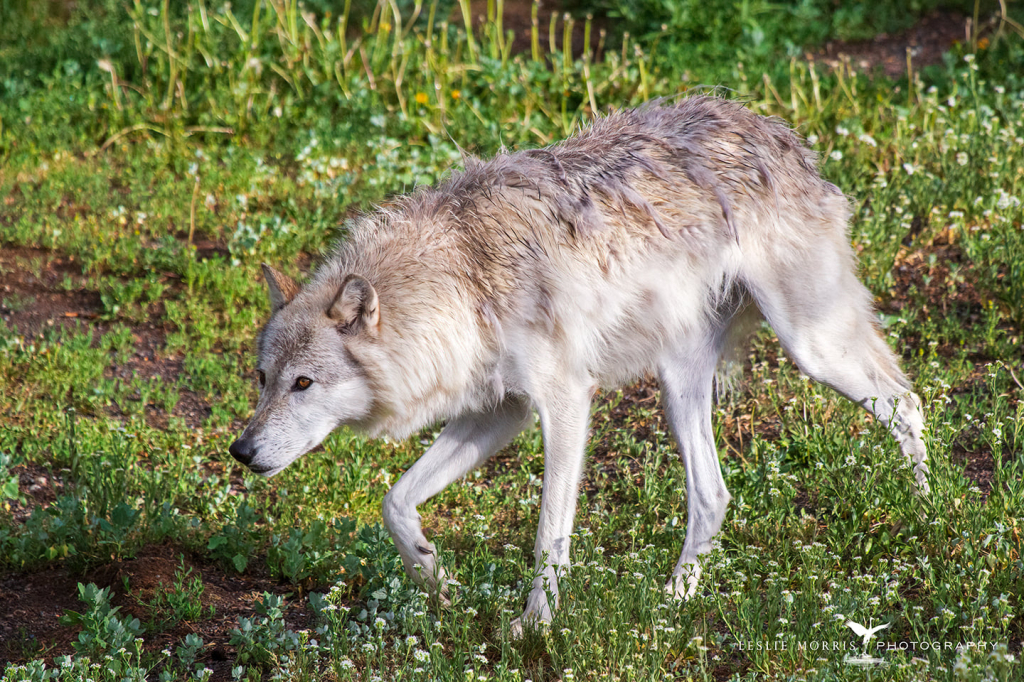 Gray Wolf Adara Captive - ID: 16025721 © Leslie J. Morris