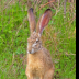 © Leslie J. Morris PhotoID # 16025722: BlacktailedJackRabbit2