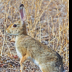 © Leslie J. Morris PhotoID # 16025727: DesertCottontail1