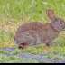 © Leslie J. Morris PhotoID # 16025730: RiperianBrushRabbit1