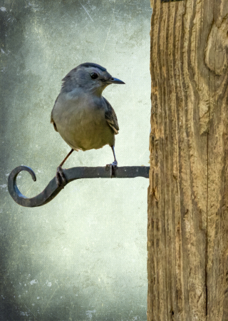 Catbird 