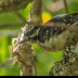 © Leslie J. Morris PhotoID # 16026063: HairyWoodpecker6517