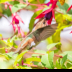 © Leslie J. Morris PhotoID # 16026067: AllensHummingbird7616