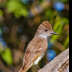 © Leslie J. Morris PhotoID # 16026070: AshthroatedFlycatcher_IMG_2373