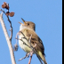 © Leslie J. Morris PhotoID # 16026071: WillowFlycatcher_AN3I4420