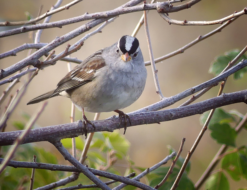 White Capped Sparrow