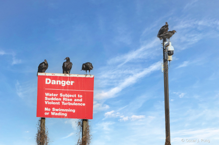 Black Vultures on Guard Duty