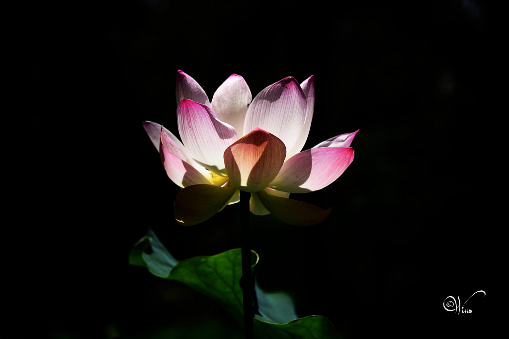 Indian lotus flower
