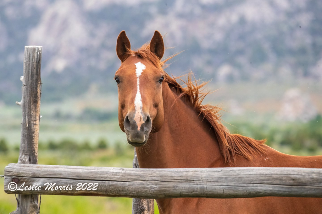 Horse - ID: 16026139 © Leslie J. Morris