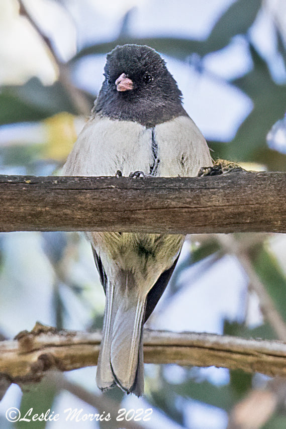 DarkeyedJuncoOregon - ID: 16026151 © Leslie J. Morris