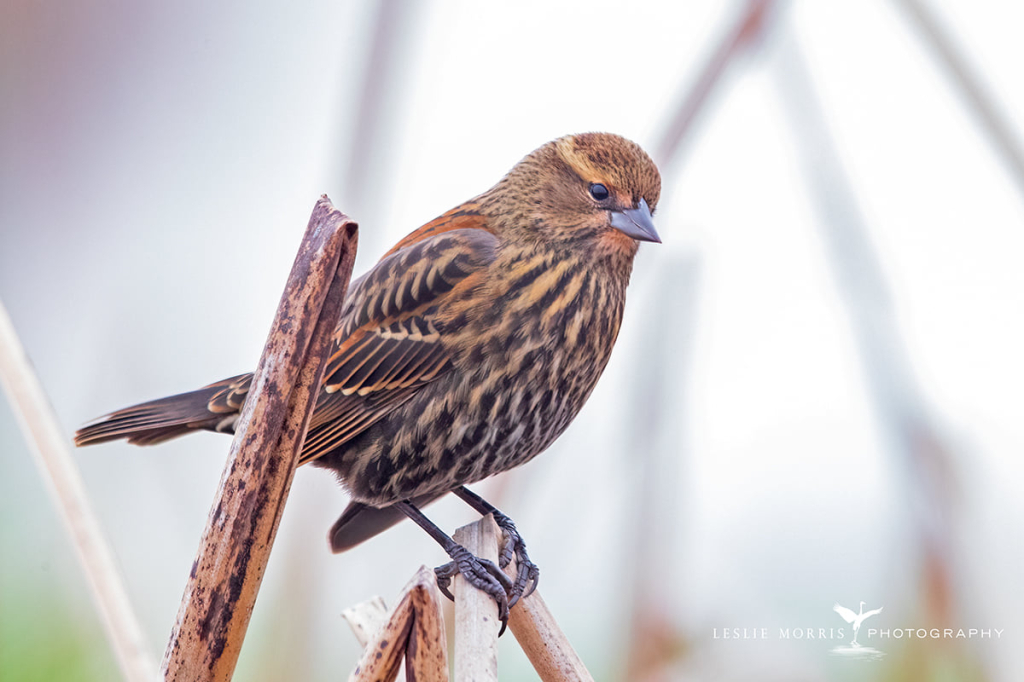 RedwingedBlackbird - ID: 16026167 © Leslie J. Morris