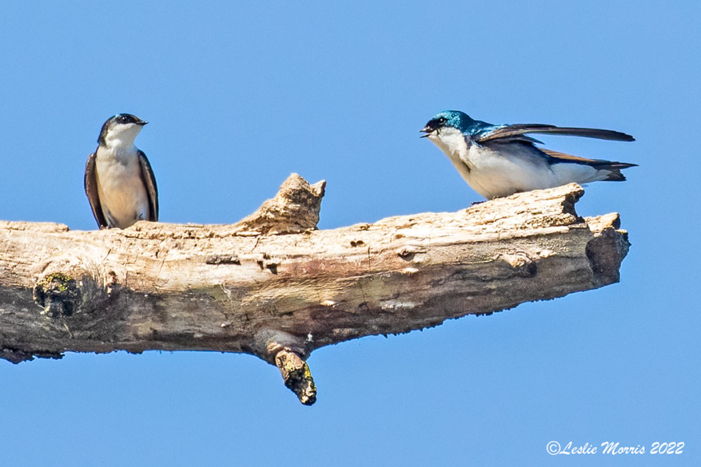 Lovers Tiff - Tree Swallows - ID: 16026185 © Leslie J. Morris