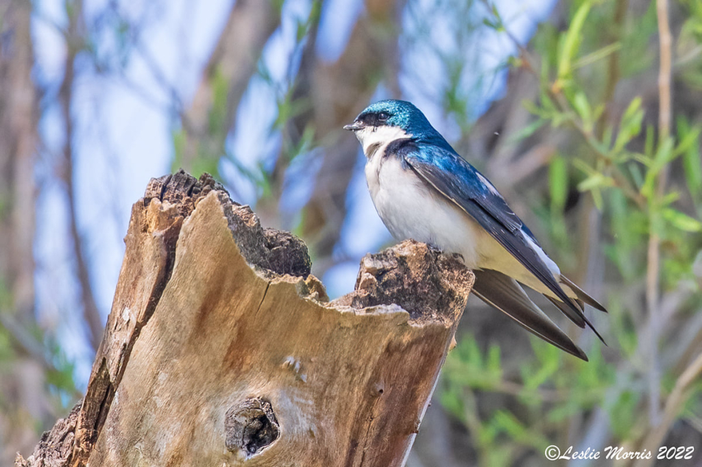 Tree Swallow at nest - ID: 16026187 © Leslie J. Morris
