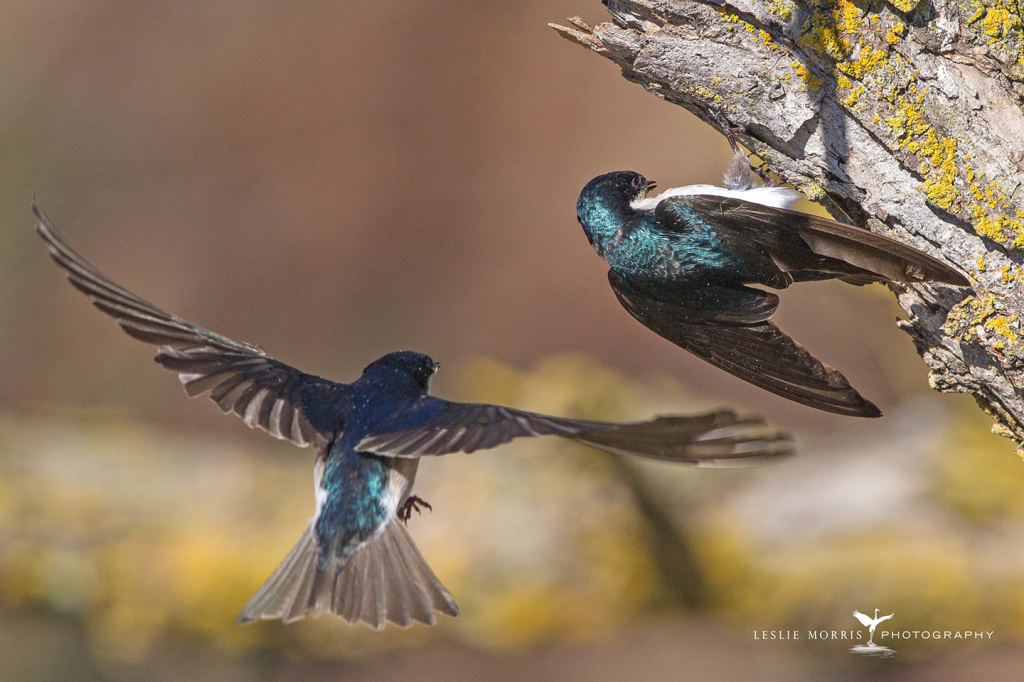 Tree Swallow feeding young - ID: 16026186 © Leslie J. Morris