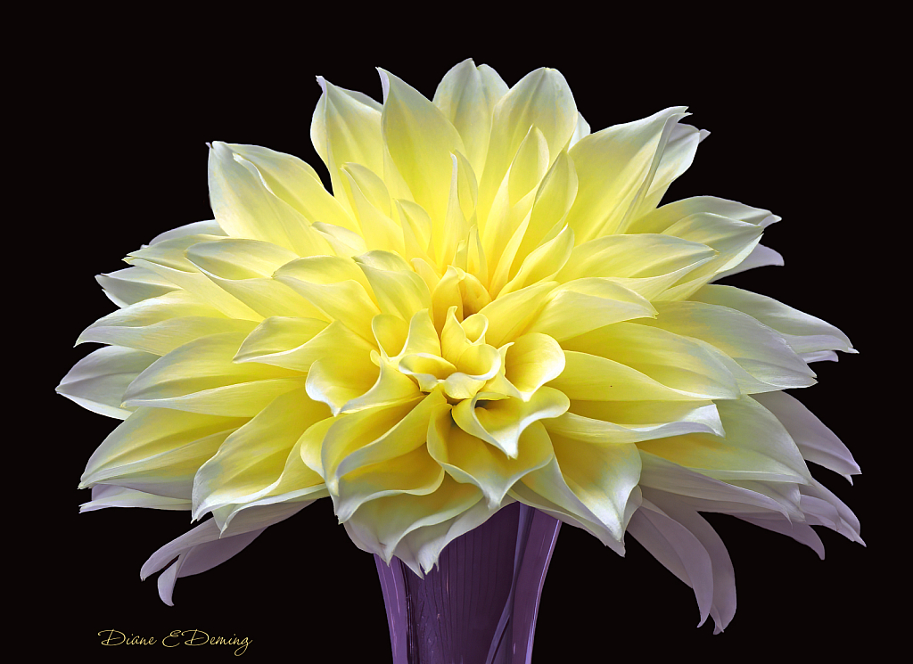 Yellow Dahlia in Vase