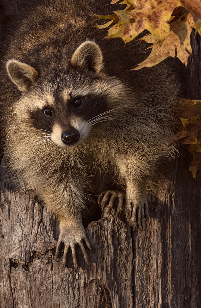 Raccoon