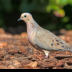 © Leslie J. Morris PhotoID # 16026247: Mourning Dove