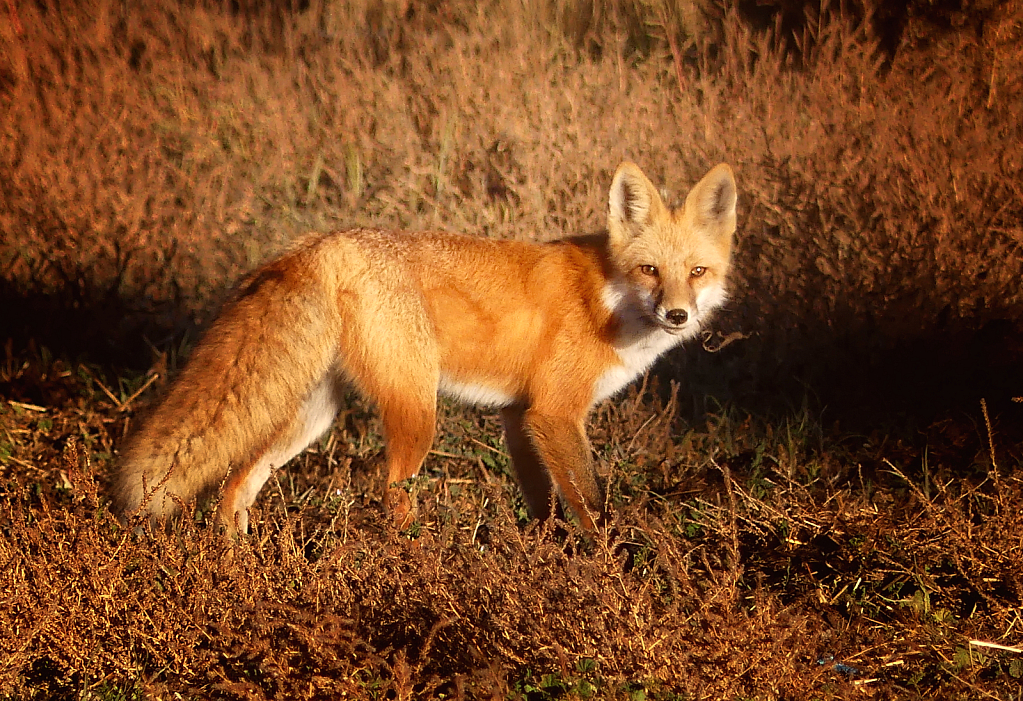 Beautiful Fox Makes my Morning