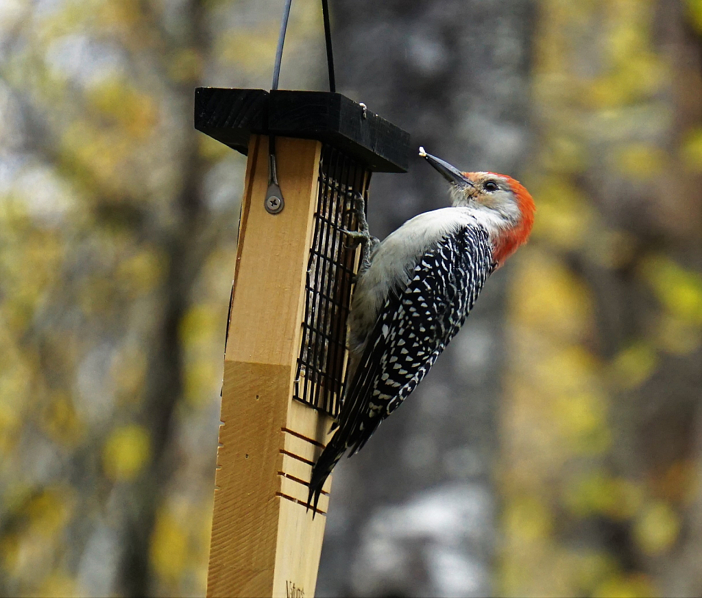 Red-bellied woodpecker