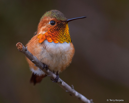 Allen's Hummingbird