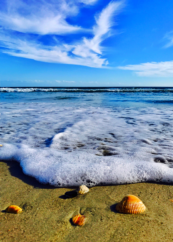 Shells in the Surf