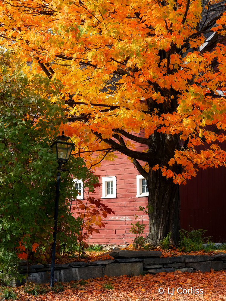 lamp post and leaves